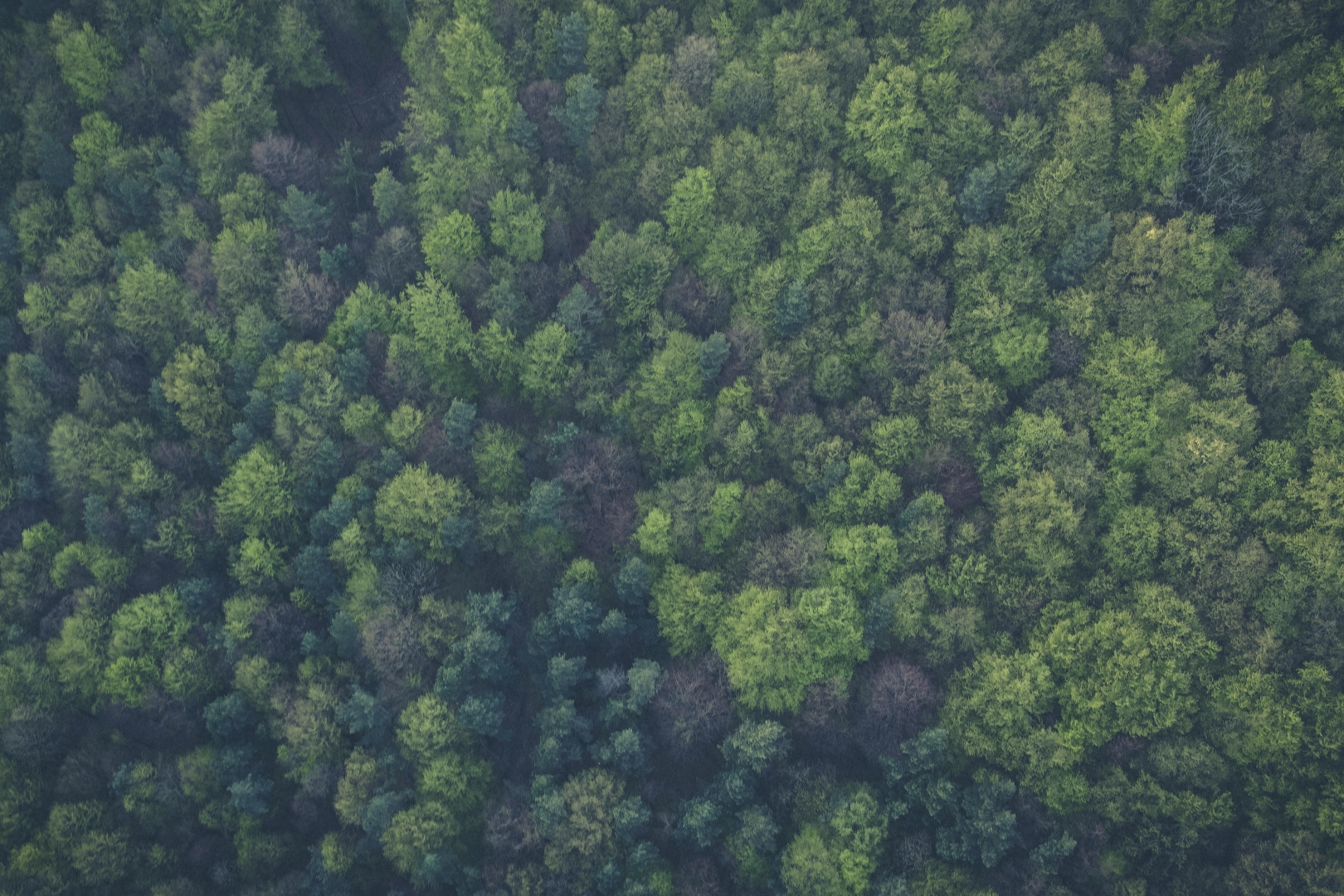 Trees TBFO Sustsainability 24